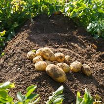 内蒙v7土豆，产地直发黄心白心希森，品种齐全一手货源现发