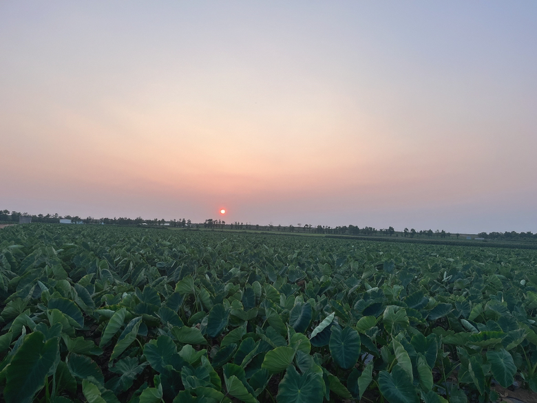 一家三口在田间挖毛芋头,孩子兴奋地举起刚挖出的芋头,父母在一旁微笑指导,背景是金黄的夕阳 家庭一起挖毛芋头的温馨场景