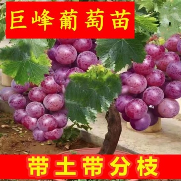 葡萄苗，基地直发，地栽，盆栽都可以
