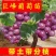 葡萄苗，基地直发，地栽，盆栽都可以