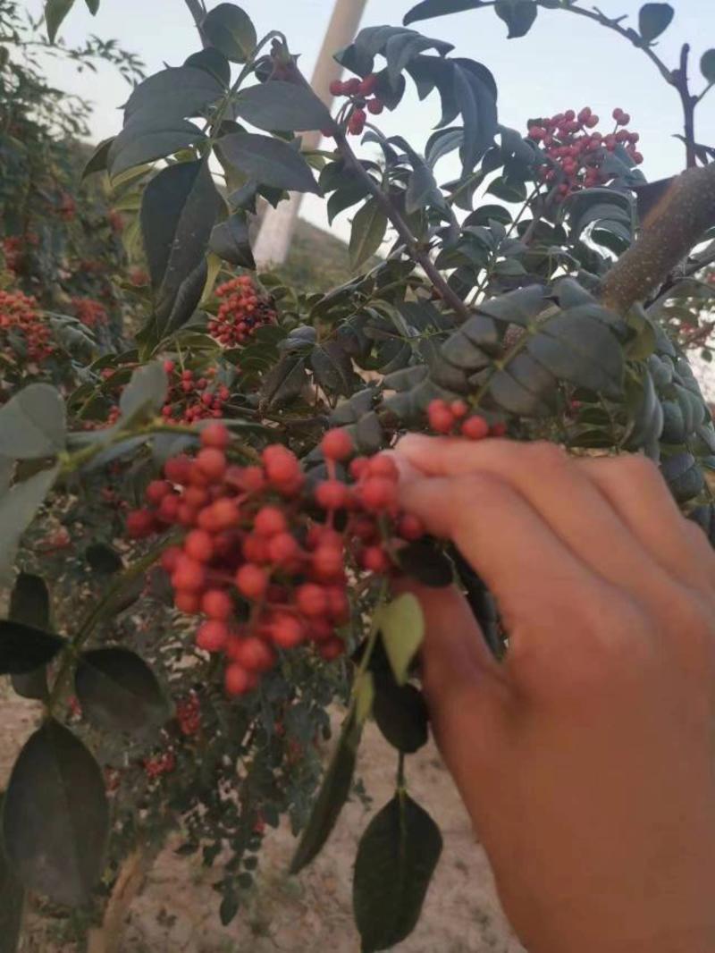 湿红花椒大量供应产地直发一手货源