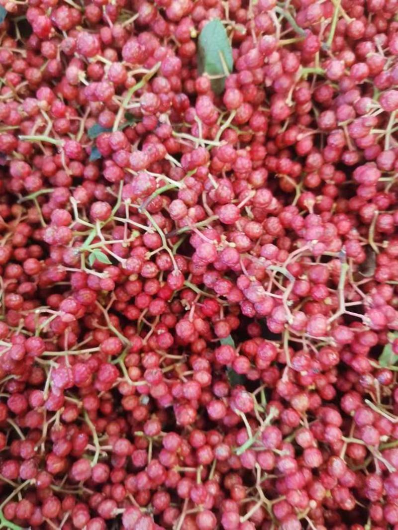 湿红花椒大量供应产地直发一手货源