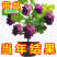 葡萄苗，基地直发，地栽，盆栽都可以