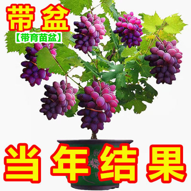 葡萄苗，基地直发，地栽，盆栽都可以