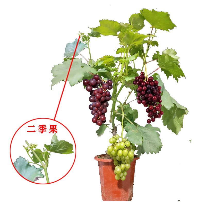葡萄苗，基地直发，地栽，盆栽都可以