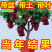 葡萄苗，基地直发，地栽，盆栽都可以