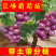 葡萄苗，基地直发，地栽，盆栽都可以