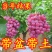 葡萄苗，基地直发，地栽，盆栽都可以