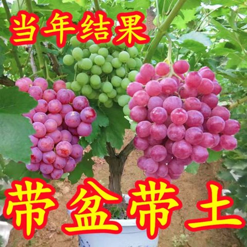 葡萄苗，基地直发，地栽，盆栽都可以