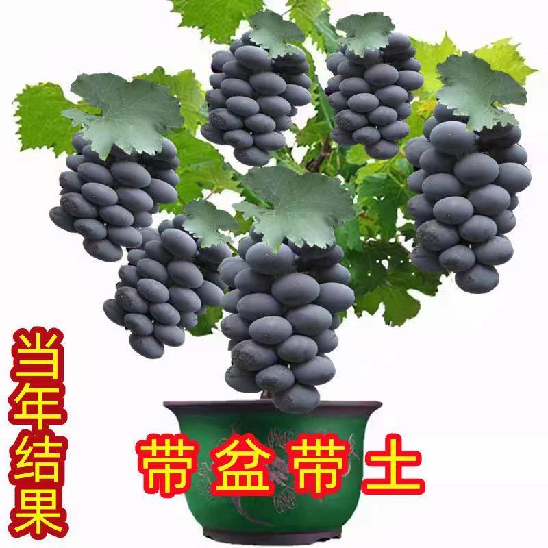 葡萄苗，基地直发，地栽，盆栽都可以