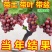 葡萄苗，基地直发，地栽，盆栽都可以