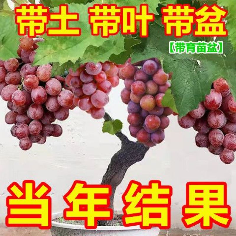 葡萄苗，基地直发，地栽，盆栽都可以