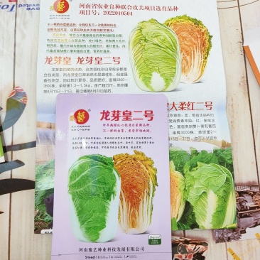 龙芽皇二号白菜种子橙红色叶柔叶多富胡萝卜素和番茄红素70