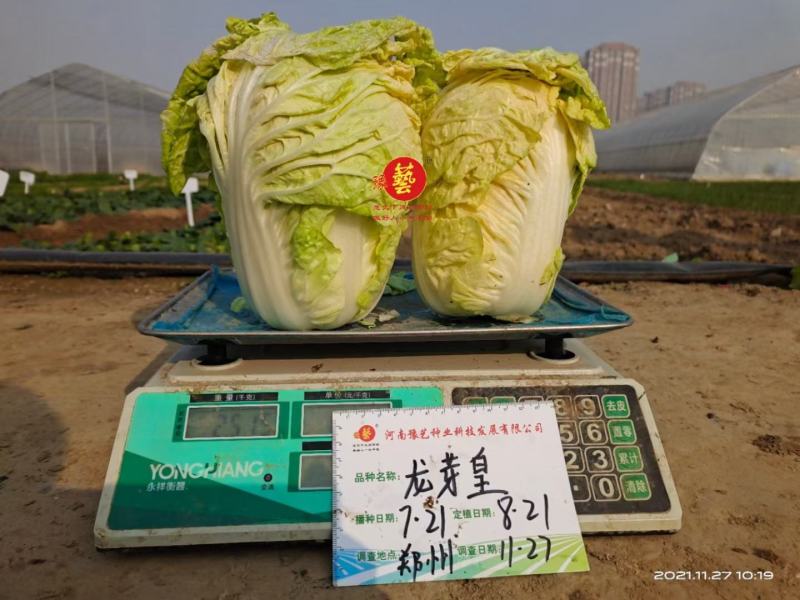 龙芽皇二号白菜种子橙红色叶柔叶多富胡萝卜素和番茄红素70