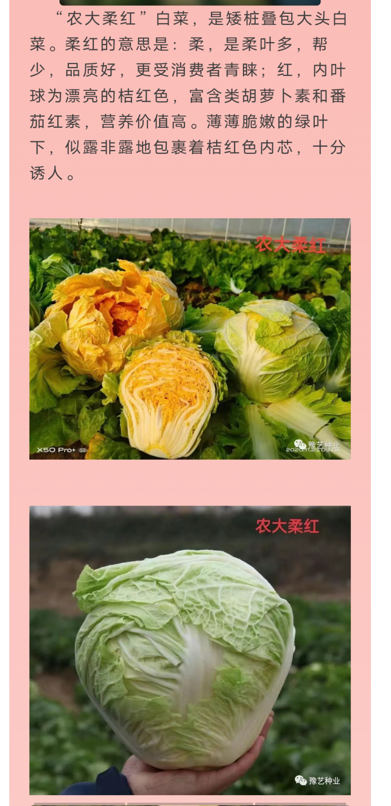 龙芽皇二号白菜种子橙红色叶柔叶多富胡萝卜素和番茄红素70