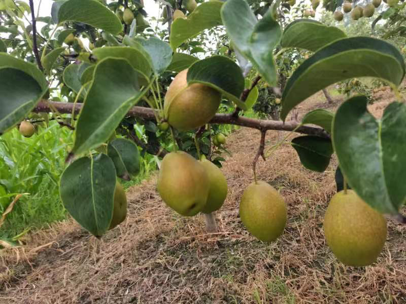 红香酥梨，供应稳定，产地直达，可供全国各地客户欢迎来电