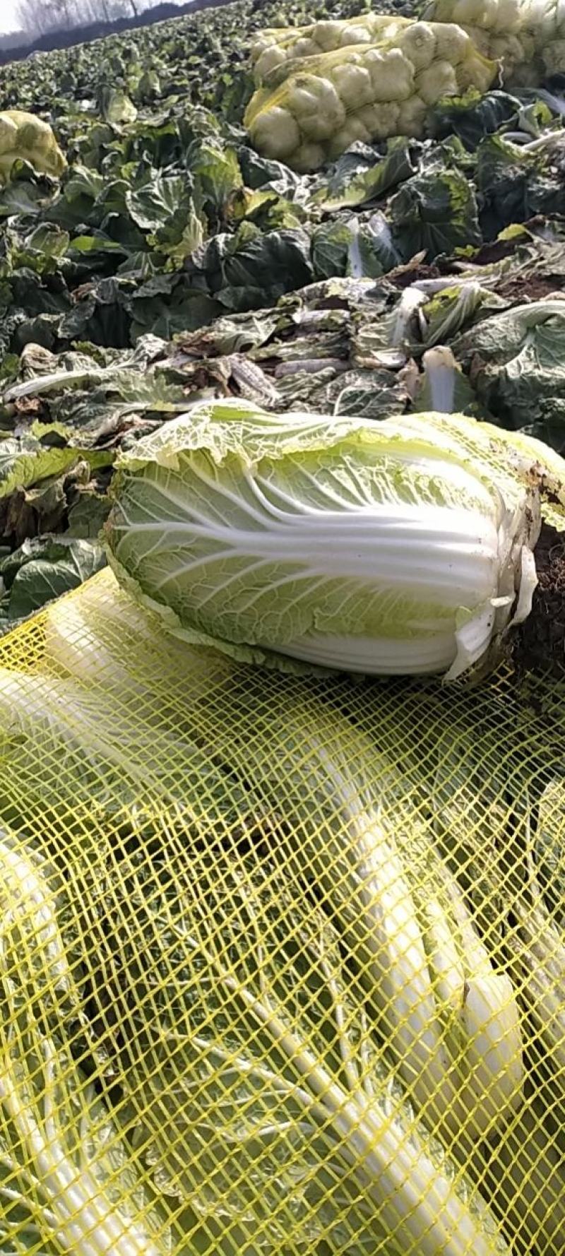 精品娃娃菜基地，净菜打包，产地直发/一手货源。