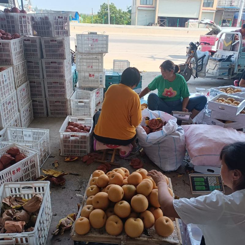 砀山秋月梨，圆黄梨，丰水梨，货源充足质量好，甜度高