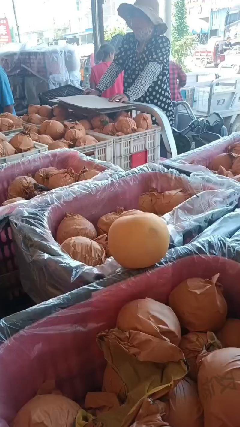 砀山秋月梨，圆黄梨，丰水梨，货源充足质量好，甜度高