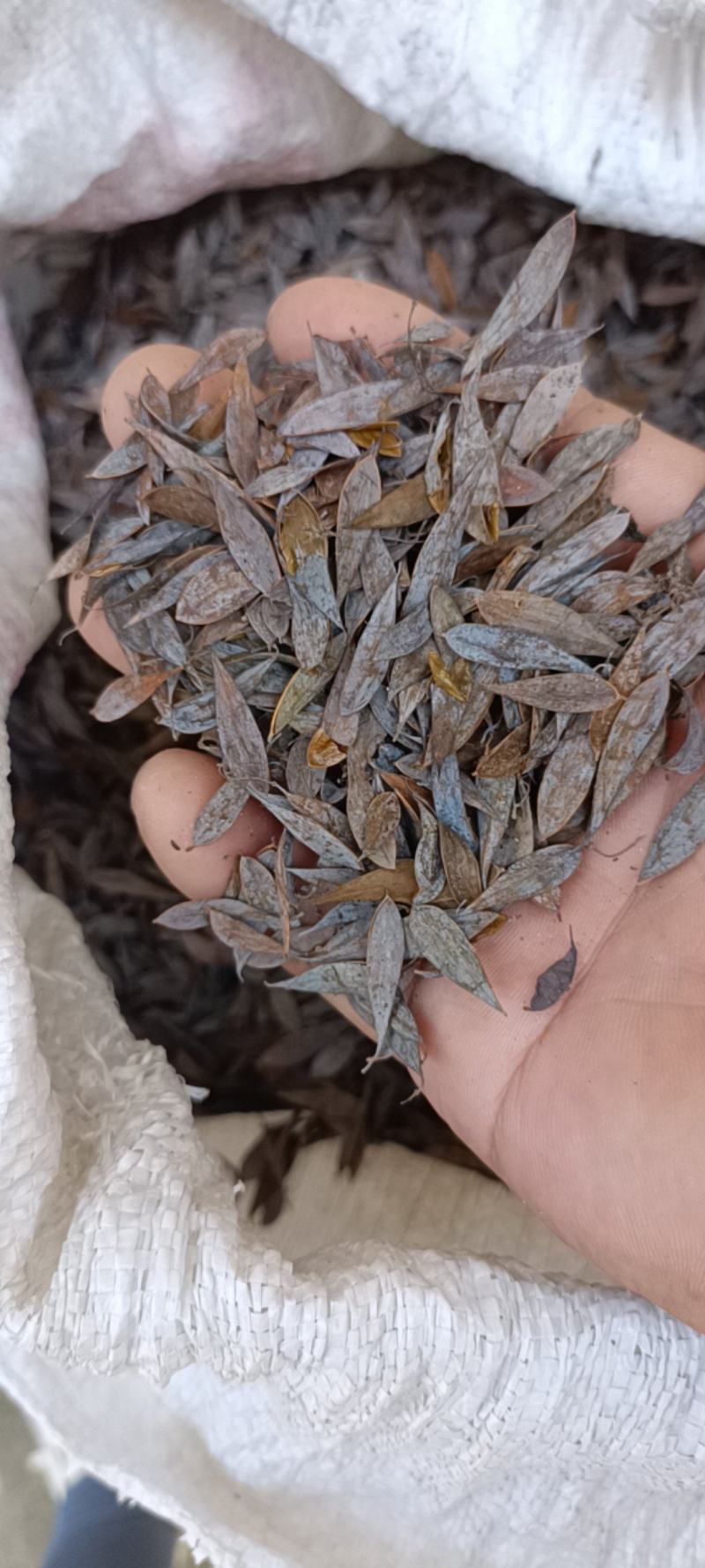 博落回果夹干货
