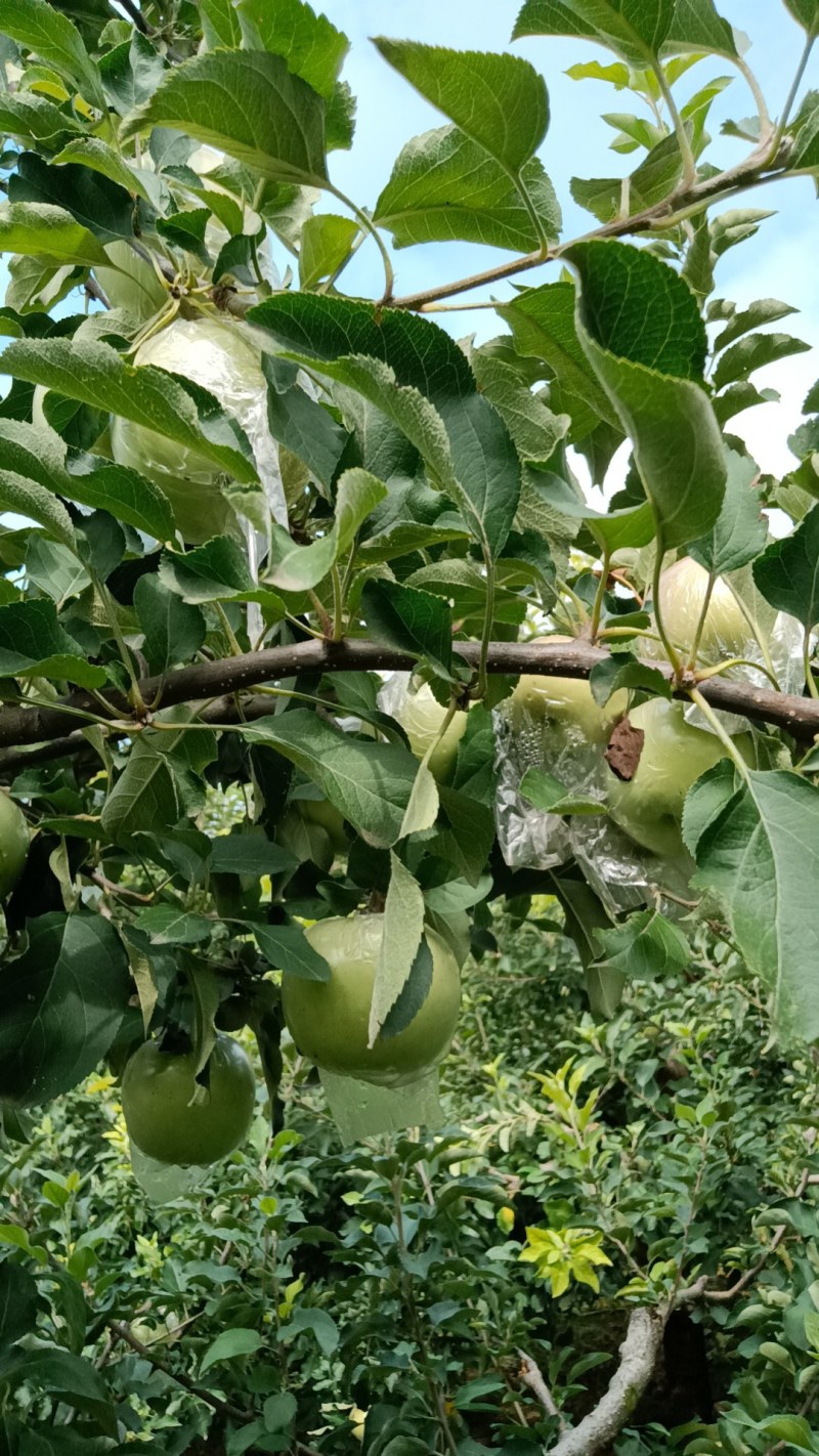 河南省郑州市中牟县粉红佳人苹果大量现货需要的老板联系
