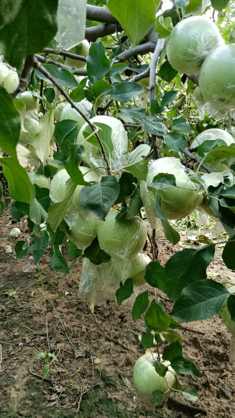 河南省郑州市中牟县粉红佳人苹果大量现货需要的老板联系