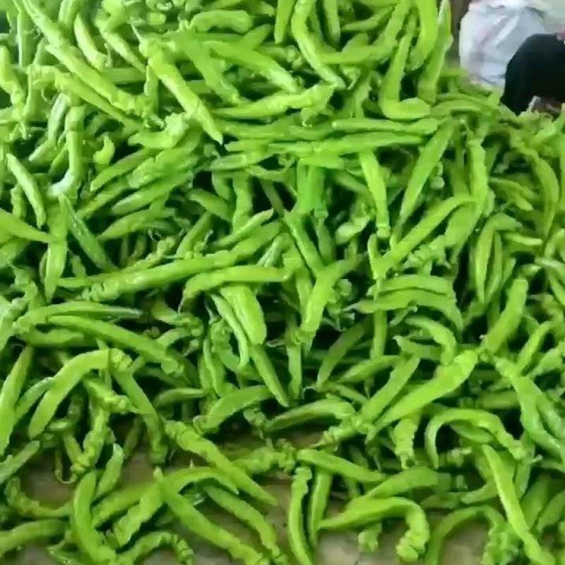 辽宁产地黄绿皮尖椒可视频看货发往全国各地20厘米