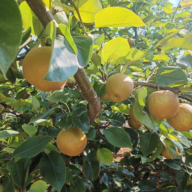 黄花梨湖北黄花梨量大从优对接全国市场电商商超