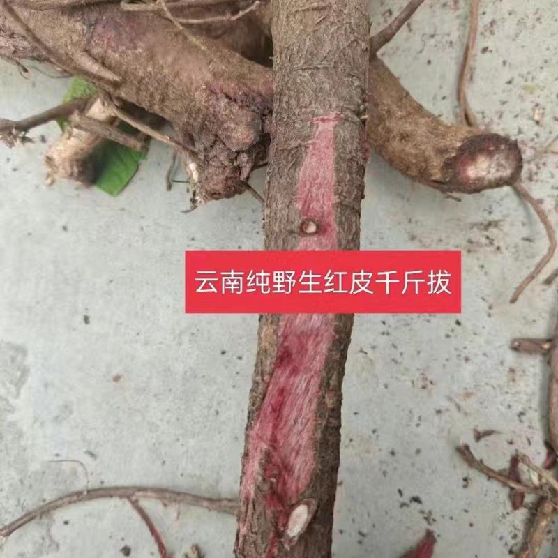【精选】优质供货电商，中药千斤拔，云南楚雄，一手货源价优