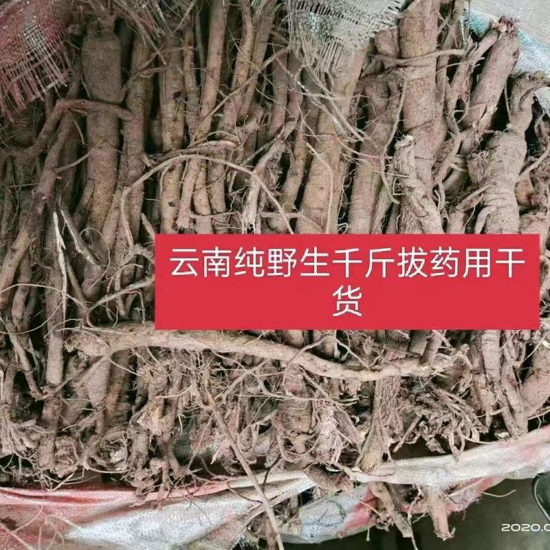【精选】优质供货电商，中药千斤拔，云南楚雄，一手货源价优