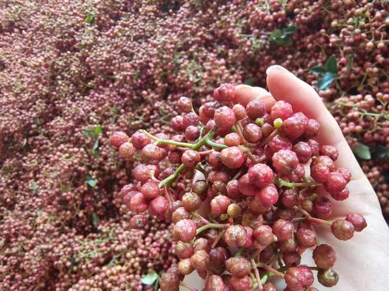 梅花椒，干椒，静椒，毛椒，现出炉。20元1斤包邮