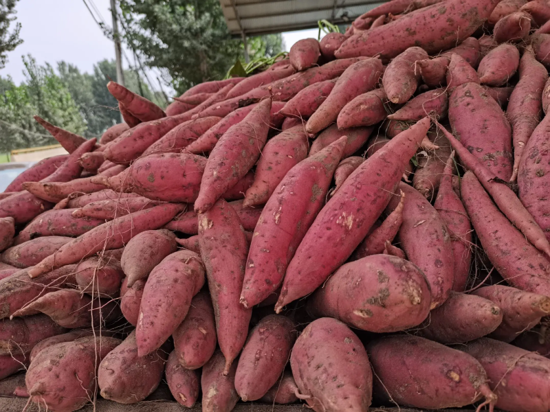 【实力】西瓜红红薯湖北襄阳红薯耐储存利润高销量好