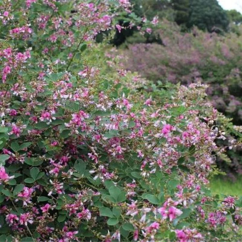 胡枝子种子护坡多年生四季易活绿化固土草籽可以视频看货