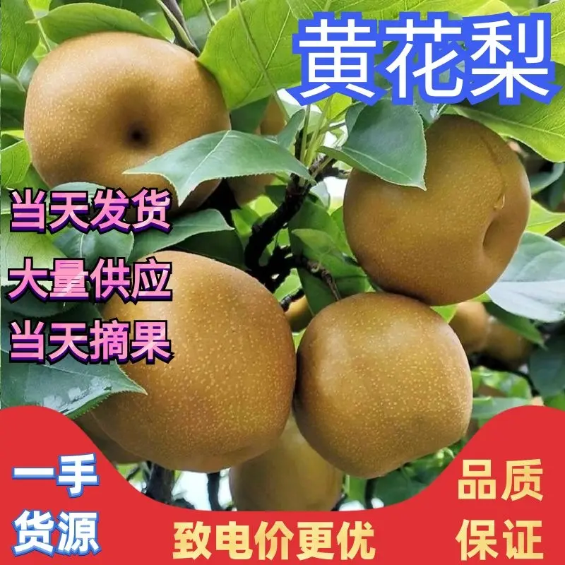 黄花梨湖北黄花梨量大从优对接全国市场电商商超