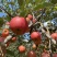 老板好，我是代办，8月9日目前嘎啦苹果🍎正在大量走货中