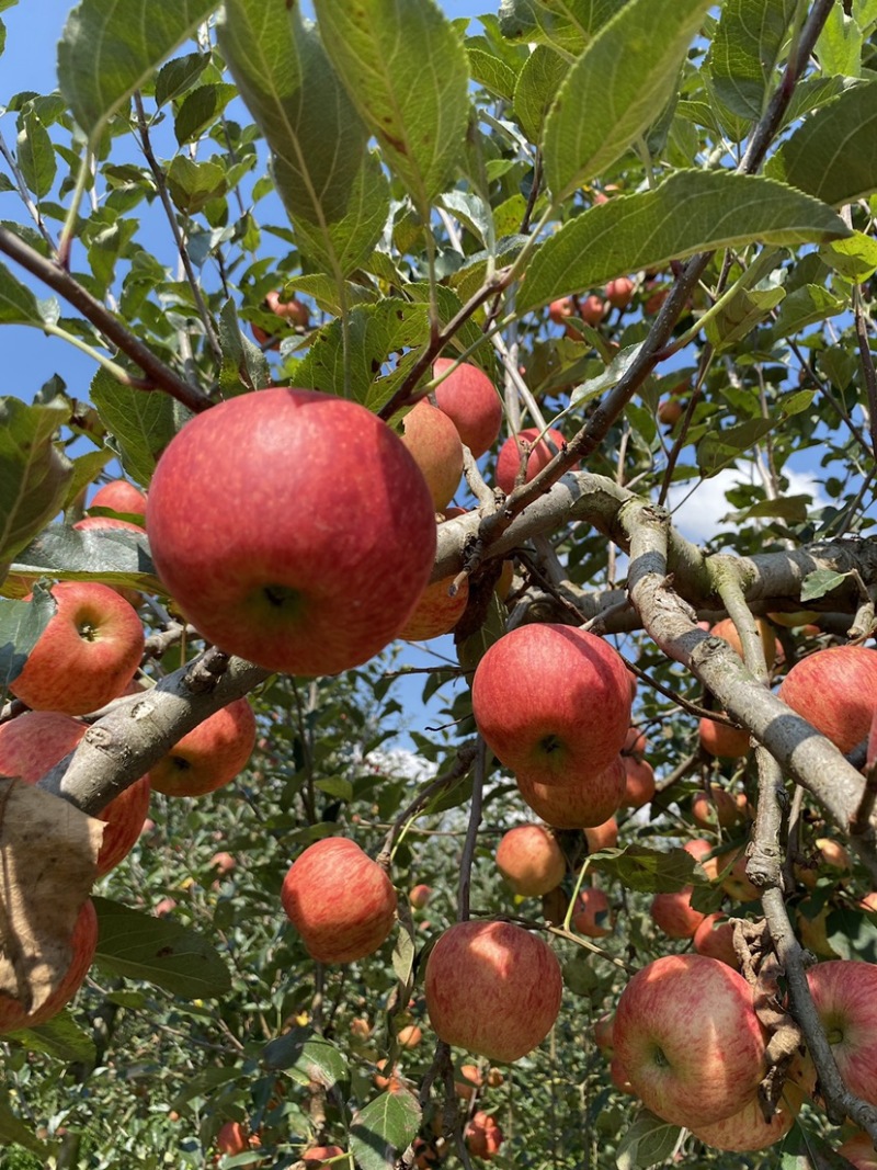 老板好，我是代办，8月9日目前嘎啦苹果🍎正在大量走货中