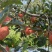 老板好，我是代办，8月9日目前嘎啦苹果🍎正在大量走货中