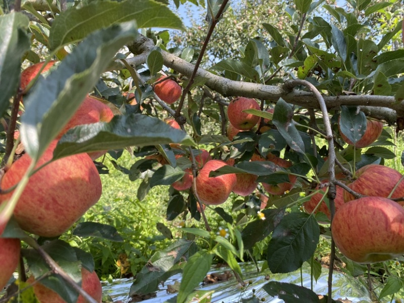老板好，我是代办，8月9日目前嘎啦苹果🍎正在大量走货中