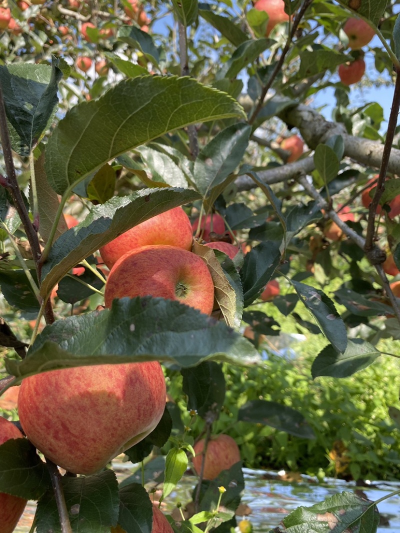 老板好，我是代办，8月9日目前嘎啦苹果🍎正在大量走货中
