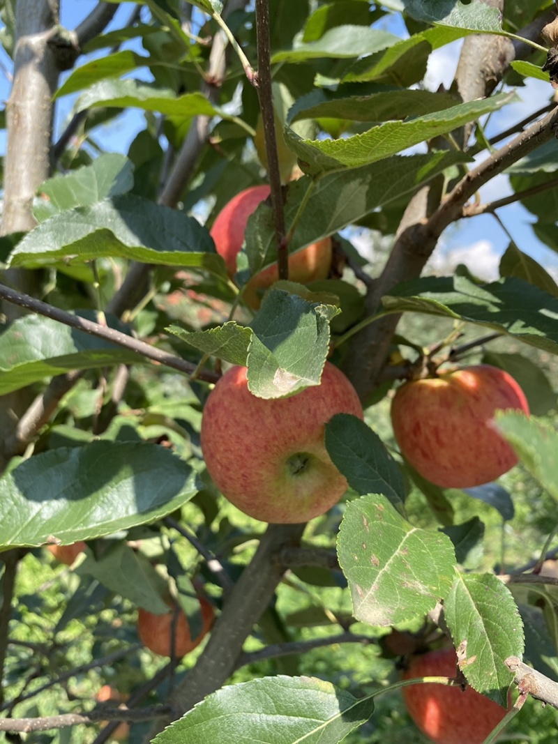 老板好，我是代办，8月9日目前嘎啦苹果🍎正在大量走货中