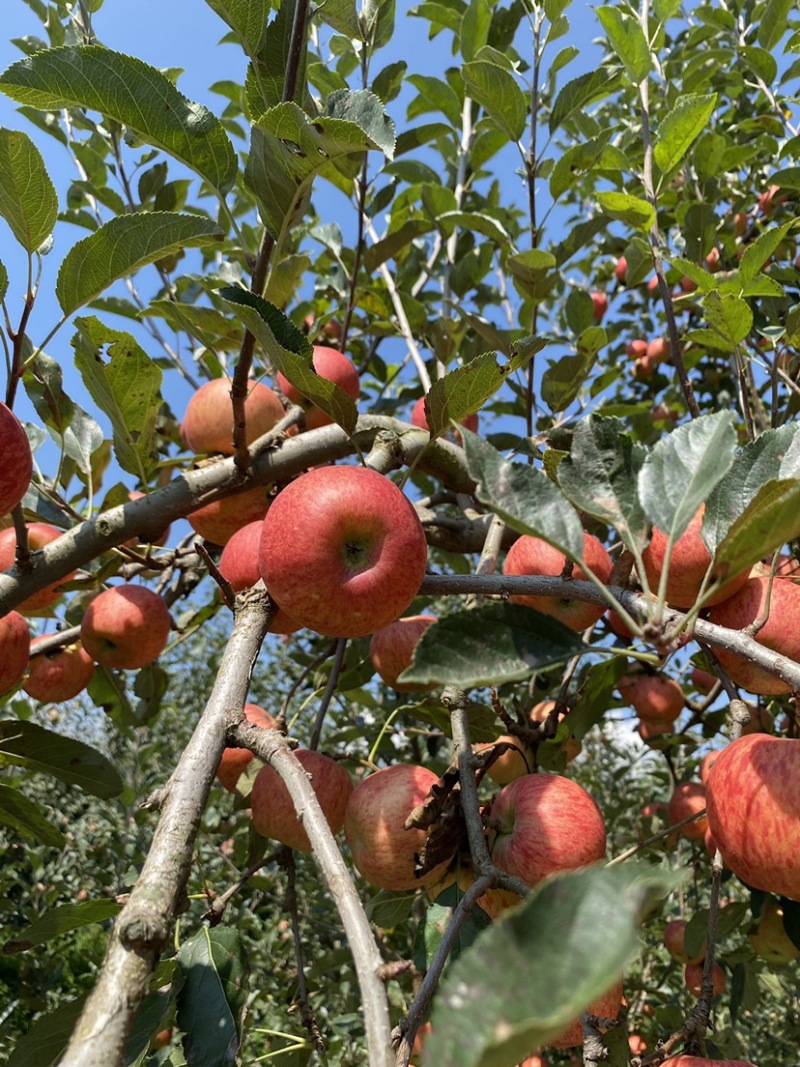 老板好，我是代办，8月9日目前嘎啦苹果🍎正在大量走货中
