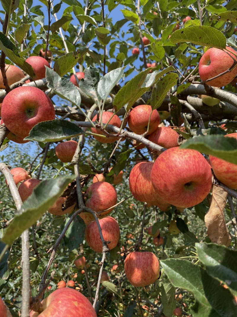 老板好，我是代办，8月9日目前嘎啦苹果🍎正在大量走货中