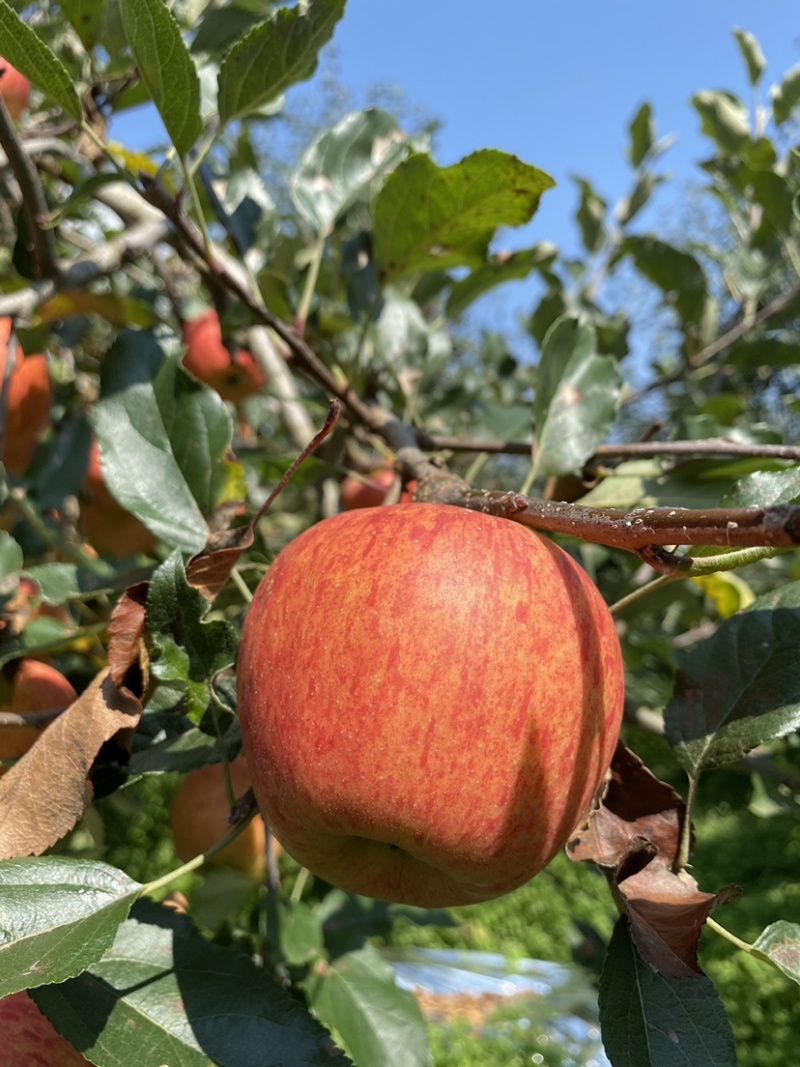 老板好，我是代办，8月9日目前嘎啦苹果🍎正在大量走货中