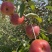 老板好，我是代办，8月9日目前嘎啦苹果🍎正在大量走货中