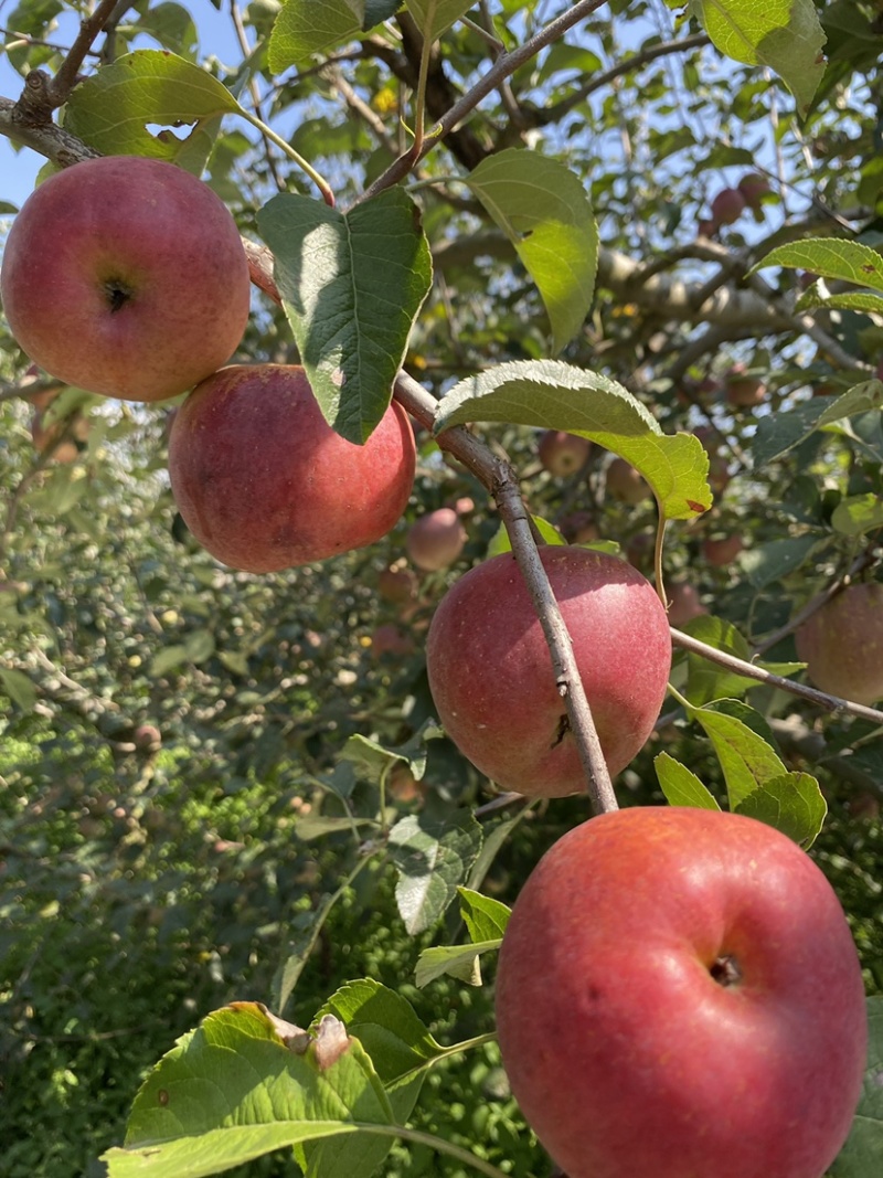 老板好，我是代办，8月9日目前嘎啦苹果🍎正在大量走货中