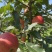 老板好，我是代办，8月9日目前嘎啦苹果🍎正在大量走货中