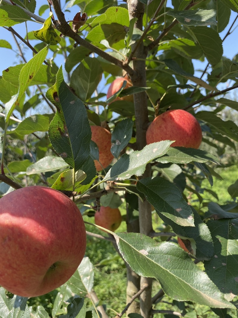 老板好，我是代办，8月9日目前嘎啦苹果🍎正在大量走货中