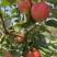 老板好，我是代办，8月9日目前嘎啦苹果🍎正在大量走货中
