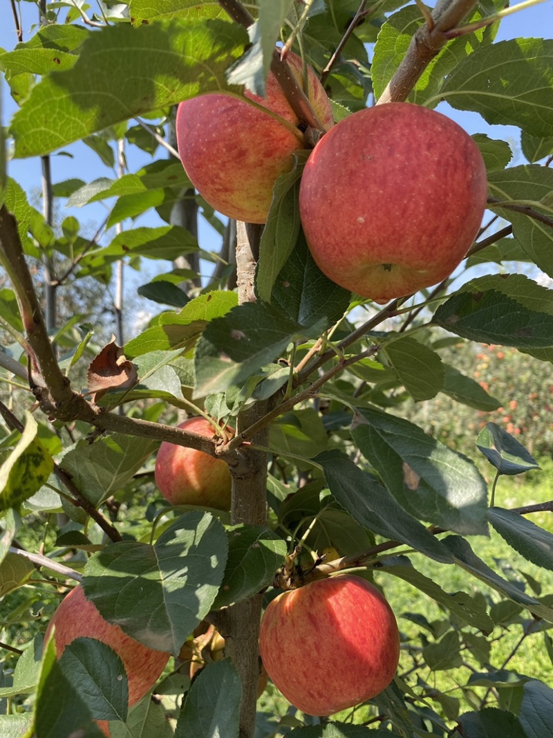 老板好，我是代办，8月9日目前嘎啦苹果🍎正在大量走货中