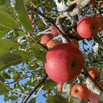 老板好，我是代办，8月9日目前嘎啦苹果🍎正在大量走货中